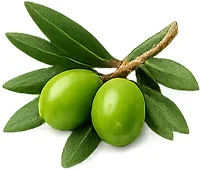 Hyponorm — estratto di foglie di olivo